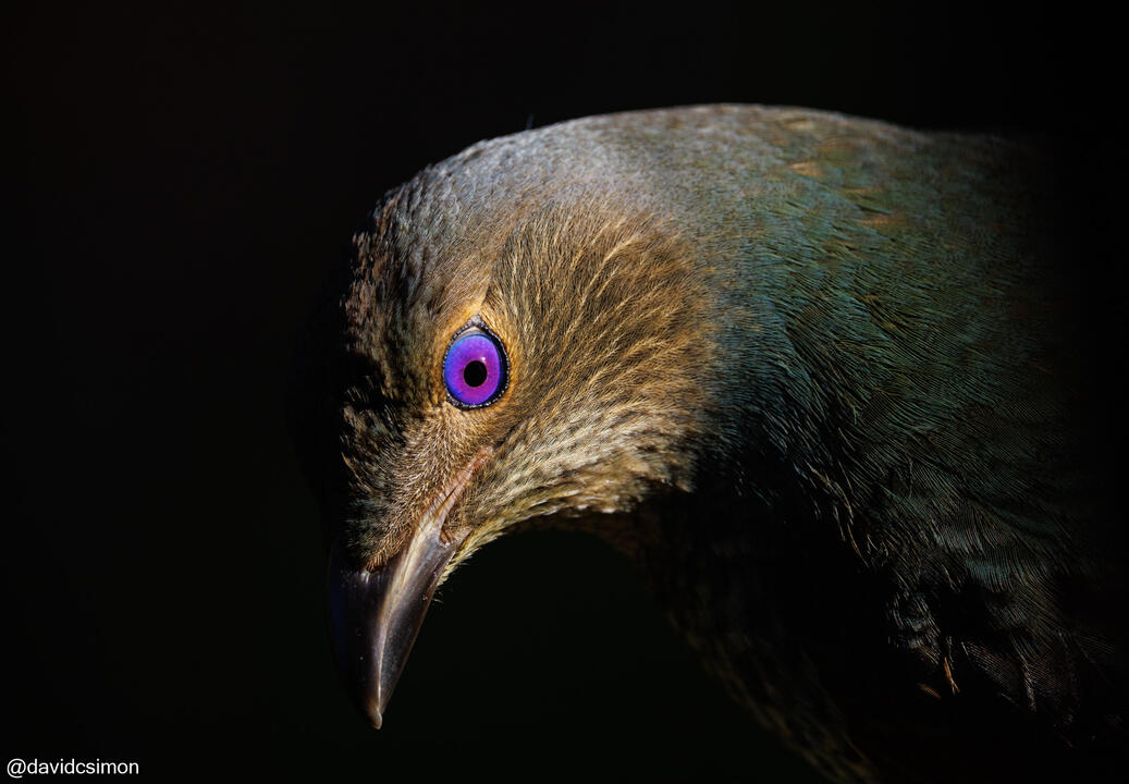 Satin Bowerbird Satin Bowerbird