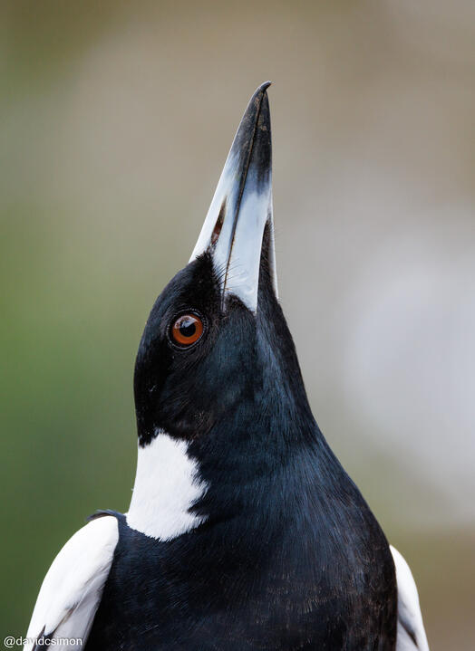 Magpie Magpie