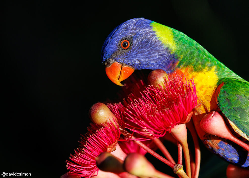 Rainbow Lorikeet Rainbow Lorikeet