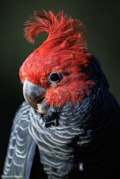 Gang-gang Cockatoo Gang-gang Cockatoo