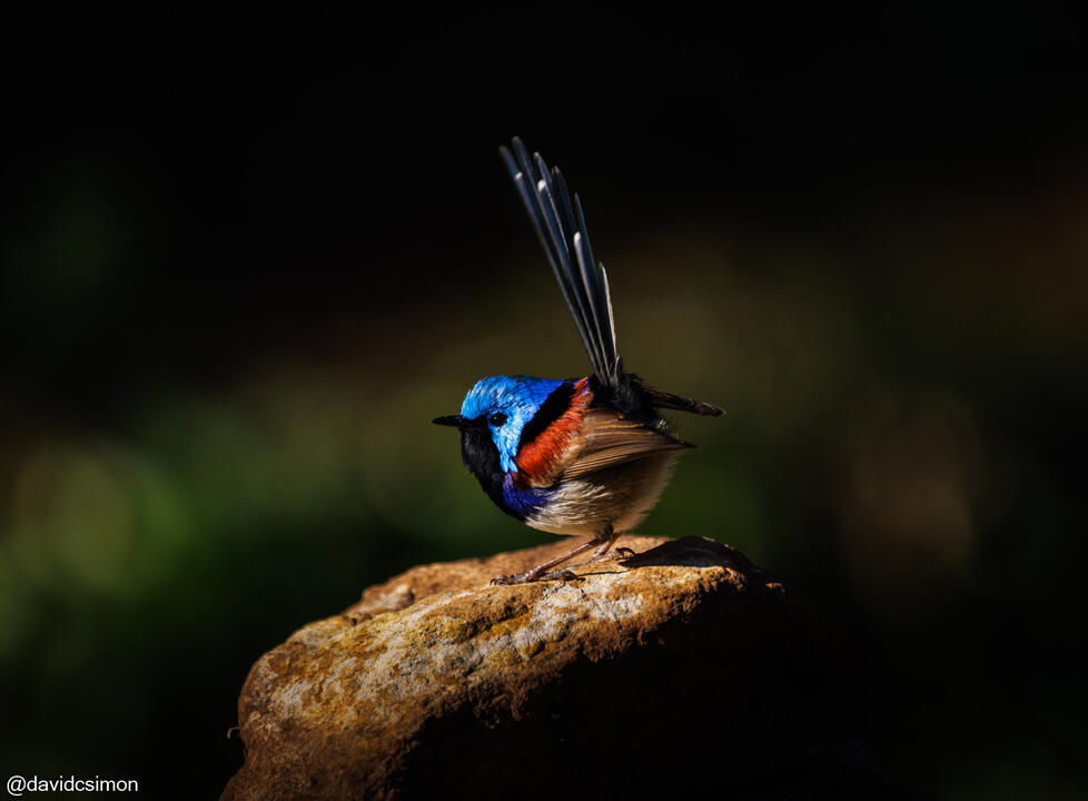 Variegated Fairy-wren Variegated Fairy-wren