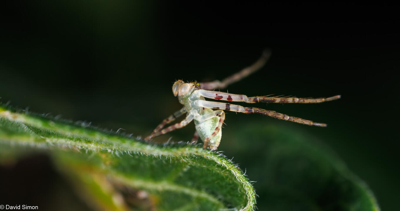Red-tipped Crab Spider Red-tipped Crab Spider