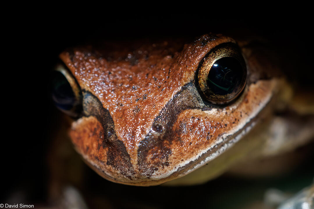 Verraux's Tree Frog Verraux's Tree Frog