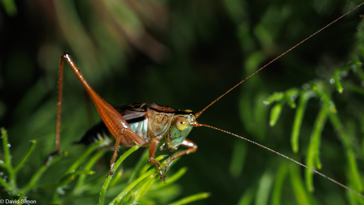 Katydid Katydid